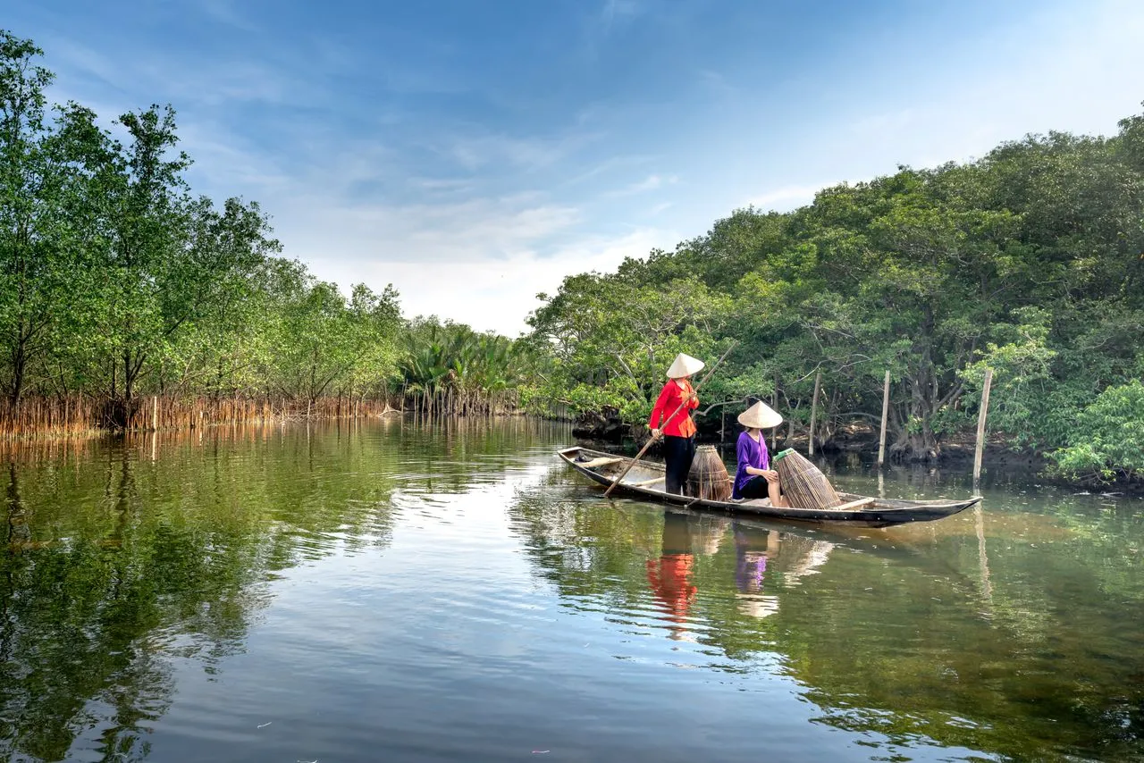 Two women in conical hats poling a sampan of bamboo fish traps along a mangrove creek in the Mekong Delta