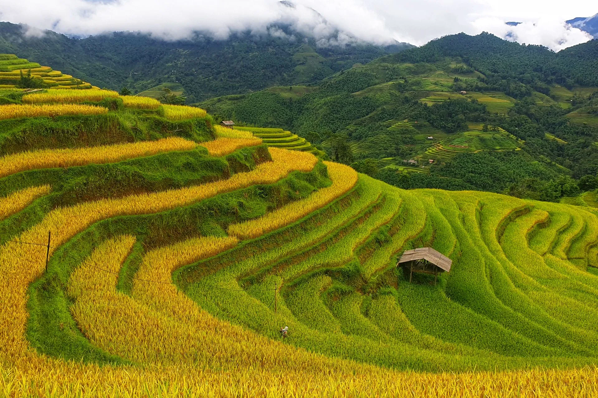 Sapa’s terraced rice valleys in the northern mountains