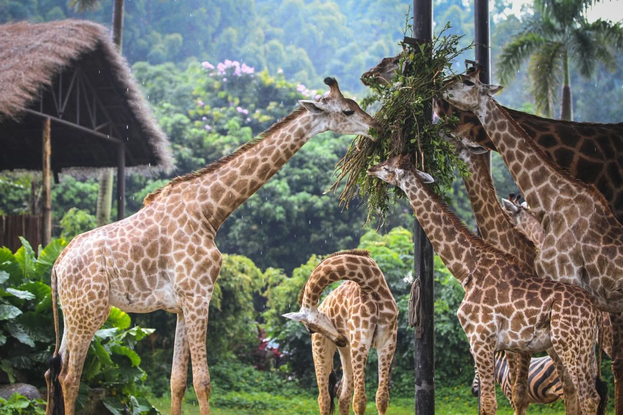Giraffes roaming the Vinpearl Safari open zoo, Phu Quoc